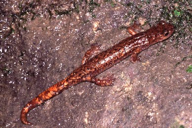 il Geotritone italiano - Hydromantes italicus