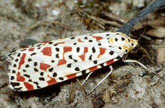 Segnalazioni di Utetheisa pulchella