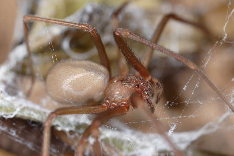 Ragno violino Loxosceles rufescens - non usare il post per richieste di identificazioni