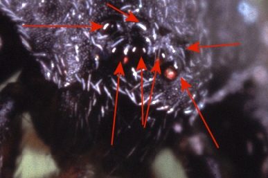 Liophrurillus flavitarsis