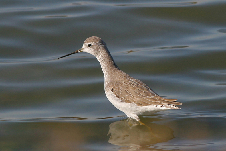 Albastrello - Tringa stagnatilis