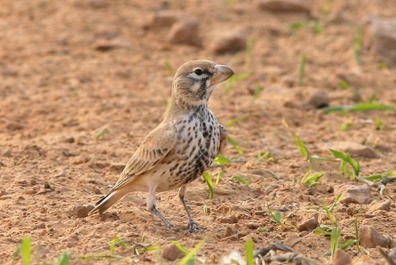 allodola beccogrosso (Tunisia)