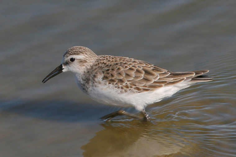 Gambecchio - Calidris minuta
