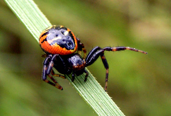 Synaema globosum