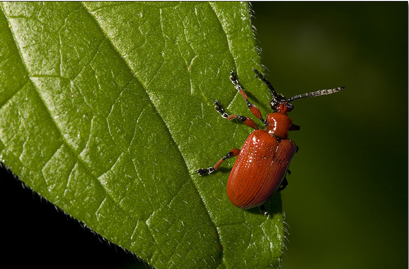 Lilioceris sp. (cfr. merdigera) (Coleoptera, Chrysomelidae)