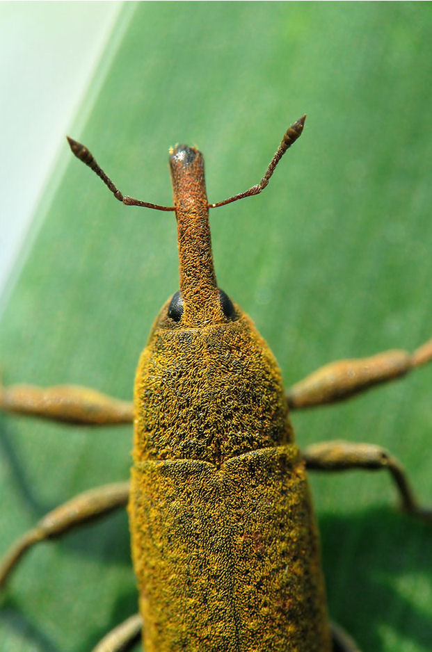 Cicadellidae