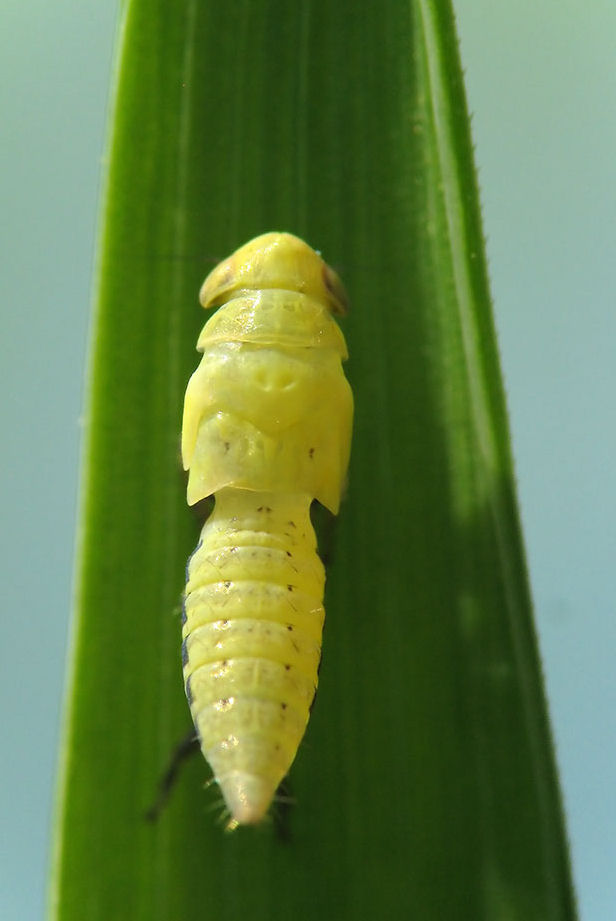 Cicadellidae