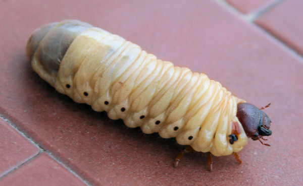 Larva enorme di Oryctes nasicornis