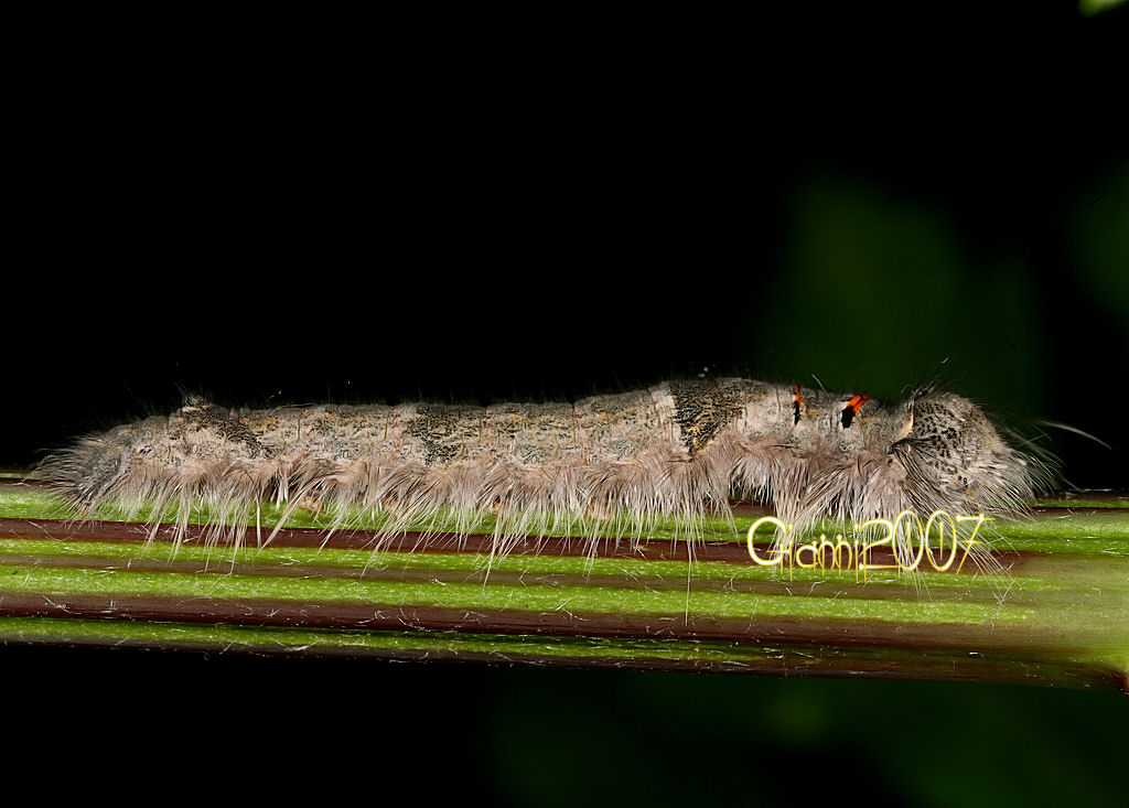 Phyllodesma tremulifolium