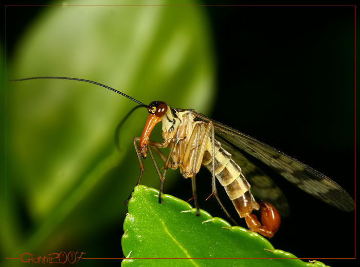 Panorpa cognata