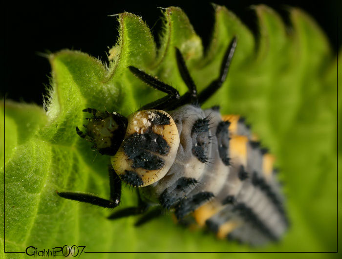 Coccinella septempunctata, larva (Col., Coccinellidae)