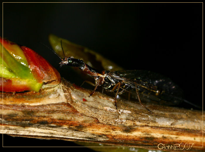 strano insetto [Raphidioptera, Raphidiidae]