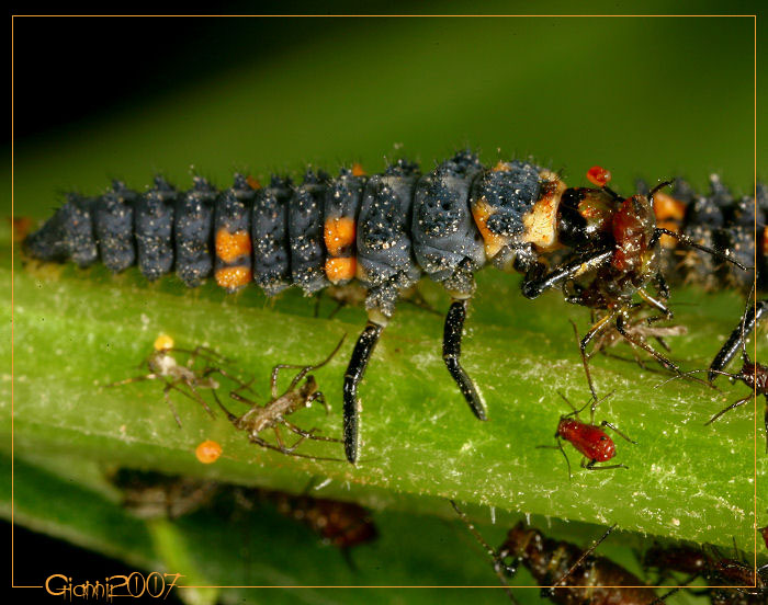 Coccinella septempunctata, larva (Col., Coccinellidae)