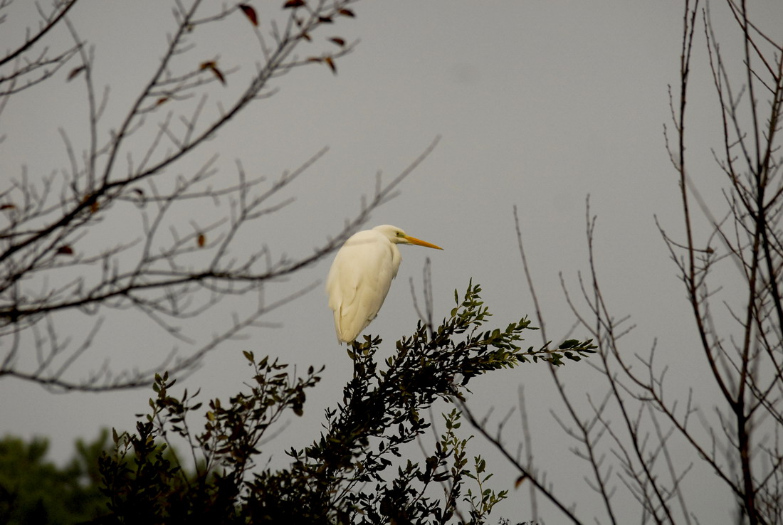 Airone Bianco..Maggiore