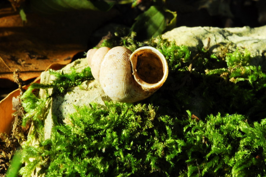 Pomatias elegans