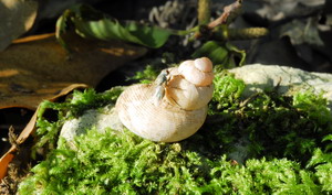 Pomatias elegans
