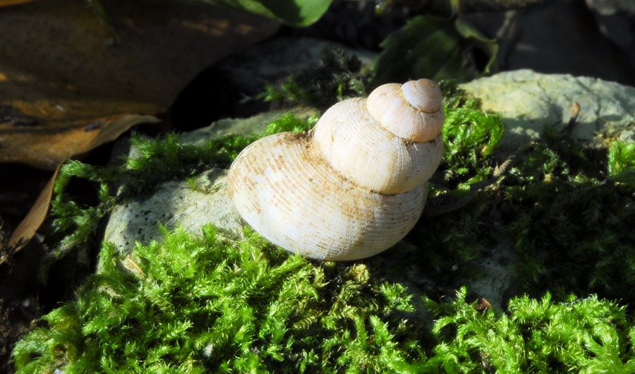 Pomatias elegans