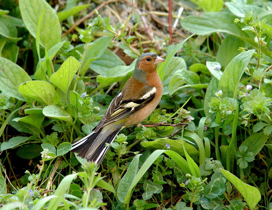 Fringuello Frinigilla coelebs
