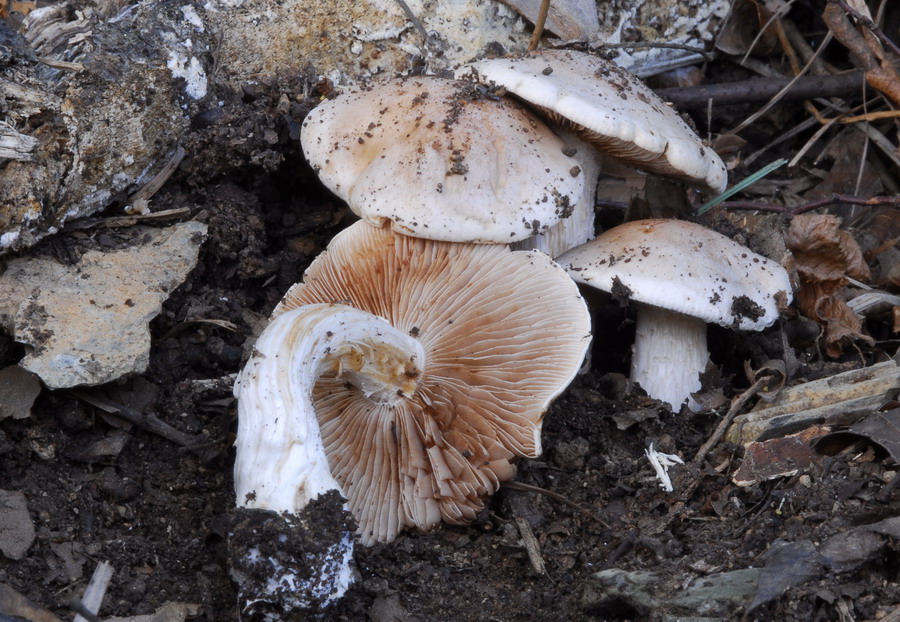 In giro nel bosco...alture di Lerici...