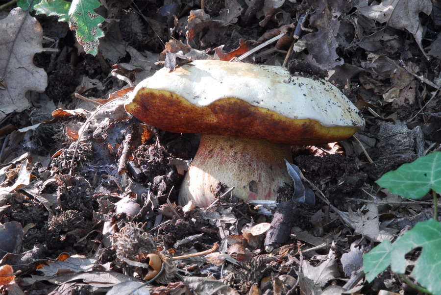 In giro nel bosco...alture di Lerici...