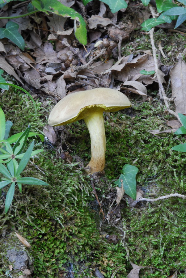 In giro nel bosco...alture di Lerici...