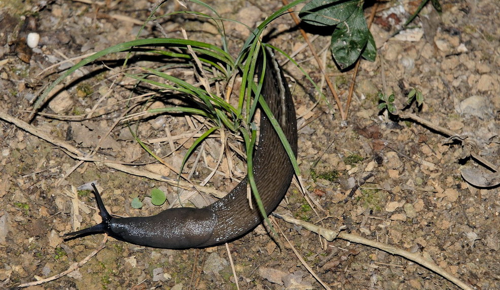 Limax aldrovandi Moquin-Tandon 1855 da Lerici  (SP)