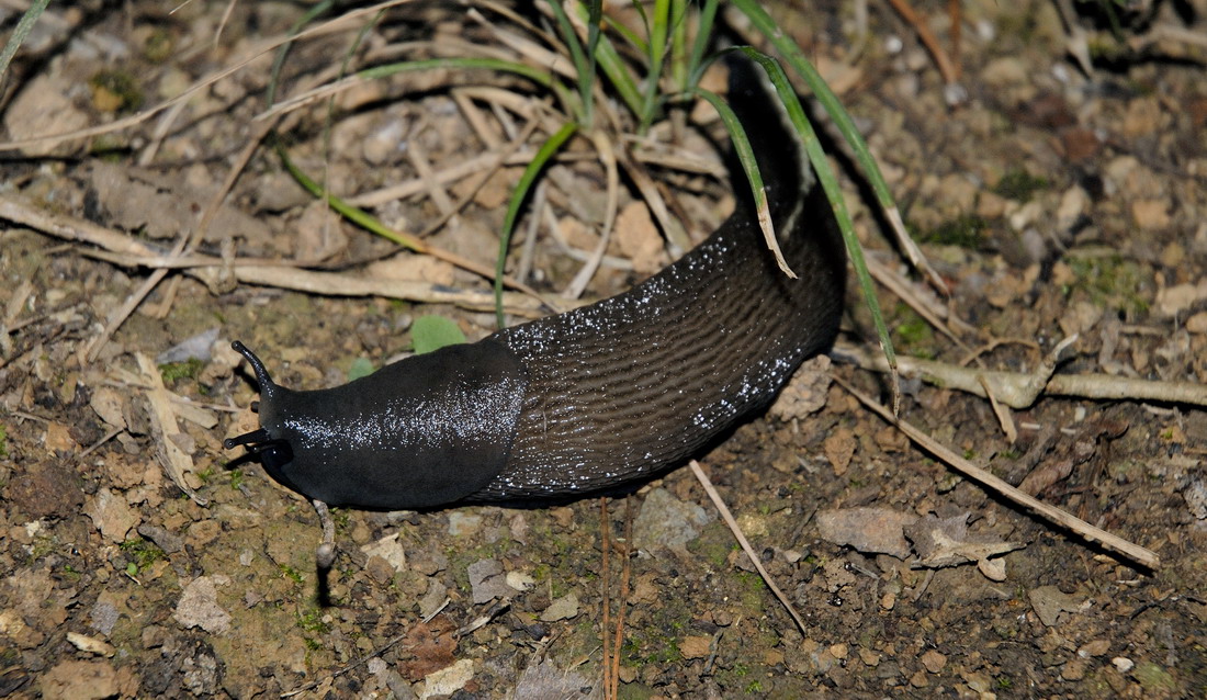 Limax aldrovandi Moquin-Tandon 1855 da Lerici  (SP)