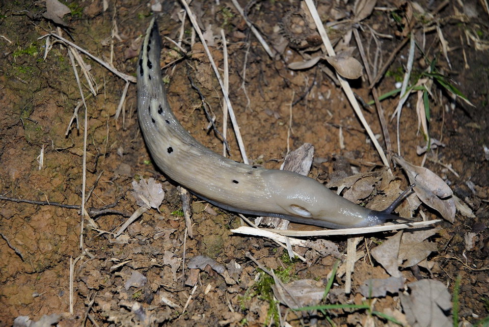 Limax aldrovandi Moquin-Tandon 1855 da Lerici  (SP)