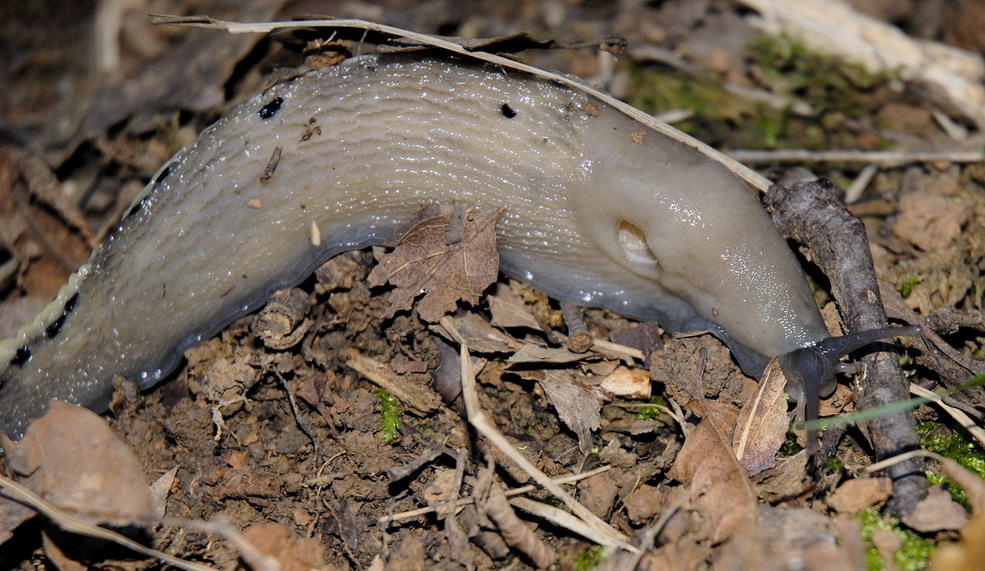 Limax aldrovandi Moquin-Tandon 1855 da Lerici  (SP)