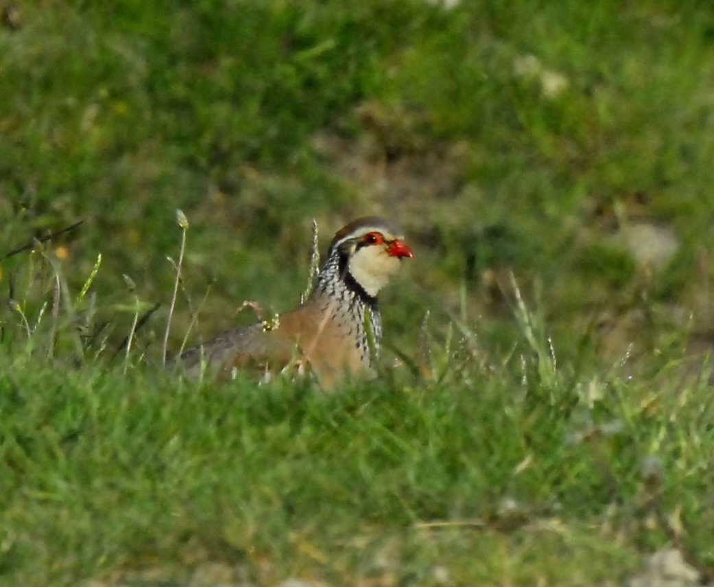 Pernice rossa Alectoris rufa