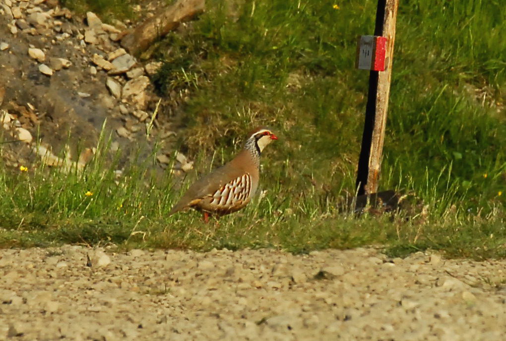 Pernice rossa Alectoris rufa