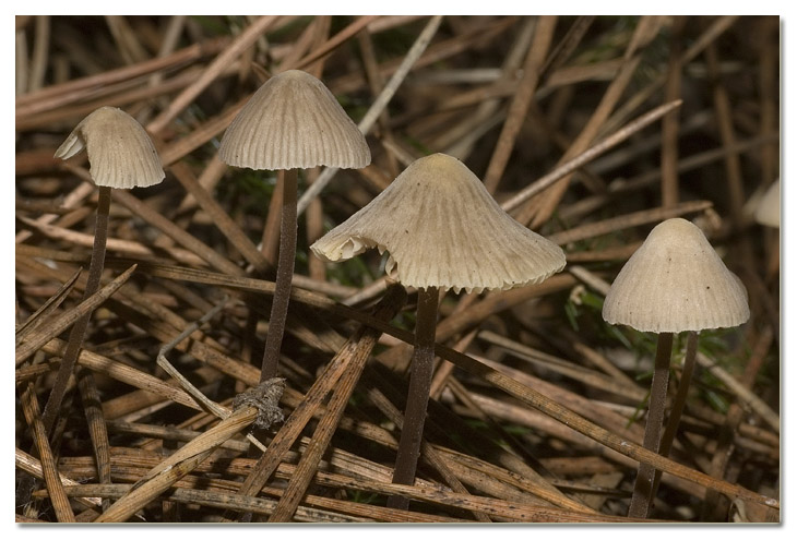 I funghi della Pineta di Procoio