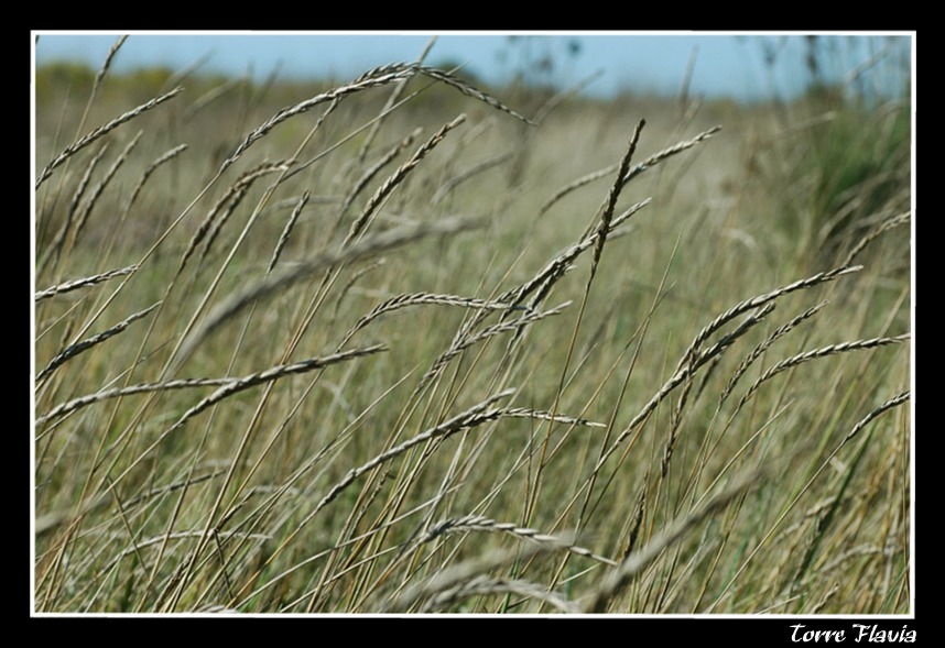 La palude di Torre Flavia