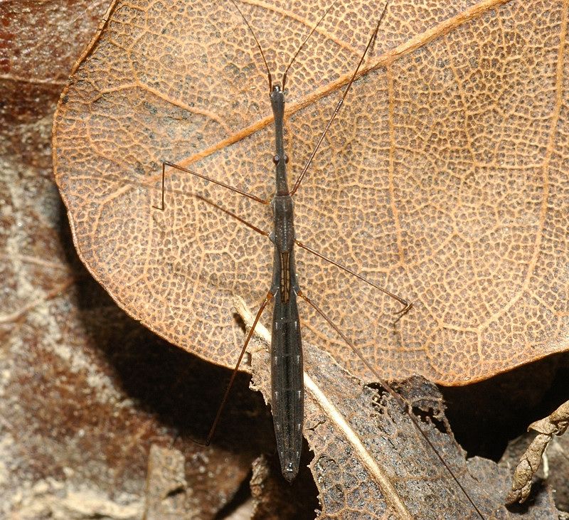 Hydrometra stagnorum