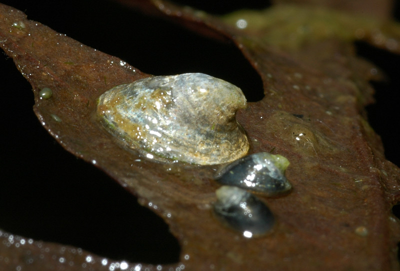 Ancylus cf. fluviatilis