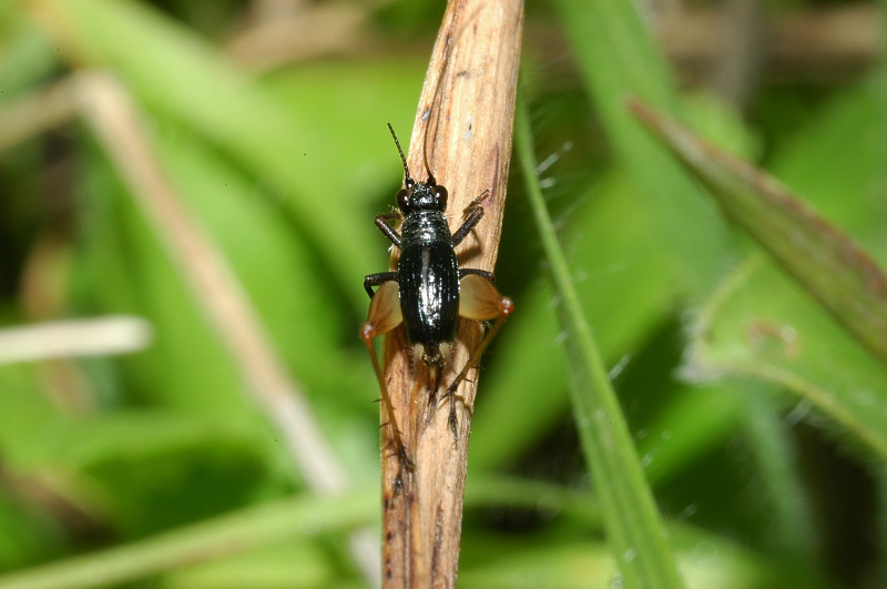 Trigonidium cicindeloides (adulto e giovane)