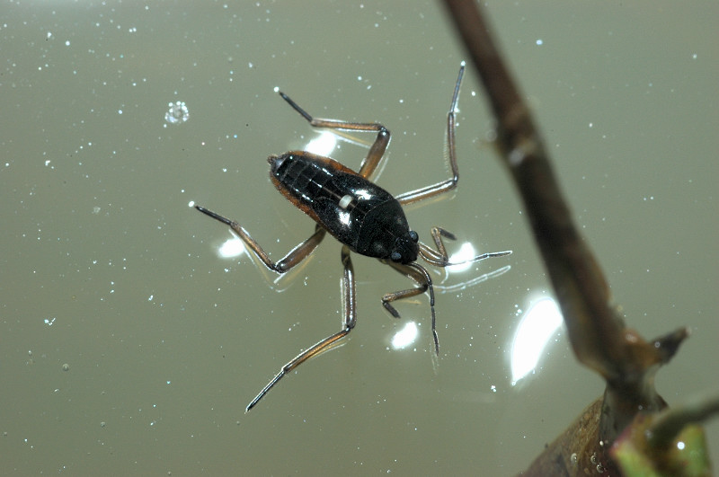 Emittero acquatico: Velia rivulorum