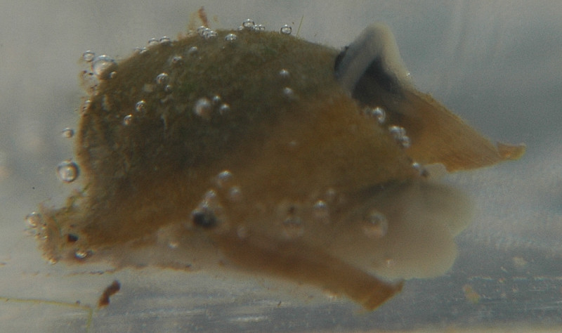 Ancylus cf. fluviatilis