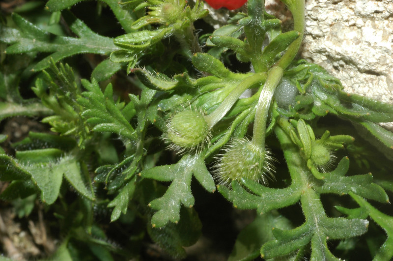 Papaver hybridum / Papavero ibrido