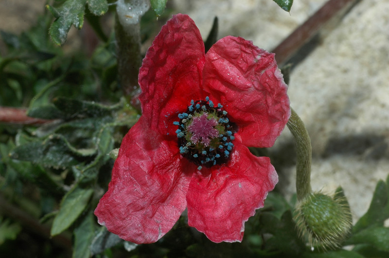 Papaver hybridum / Papavero ibrido