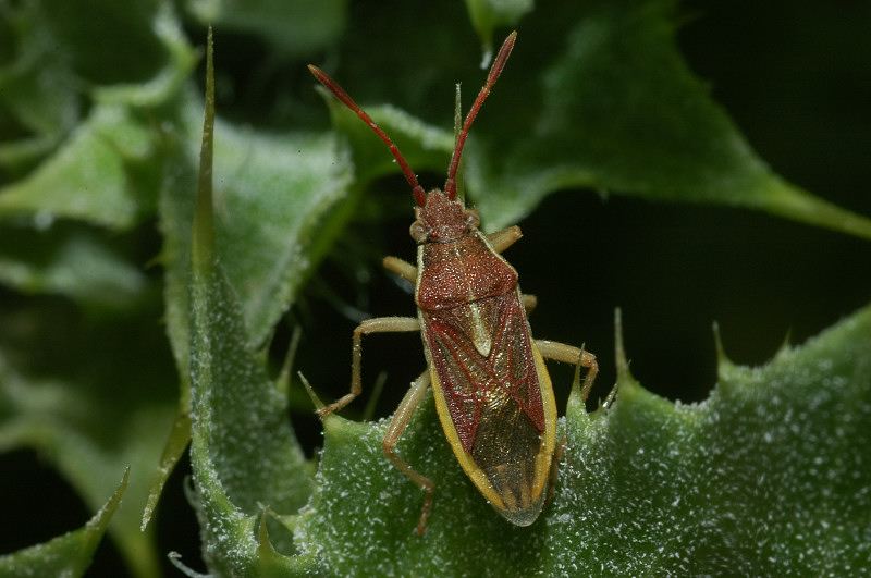 Maccevethus corsicus