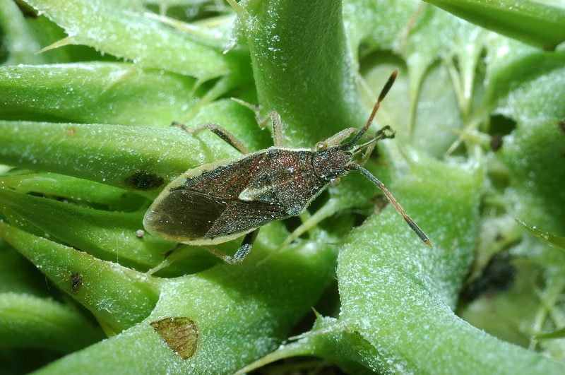 Maccevethus corsicus