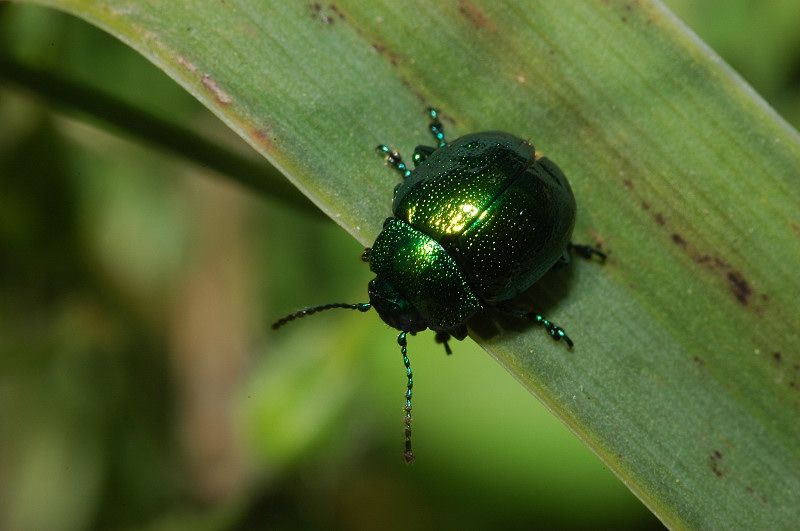 Chrysolina herbacea
