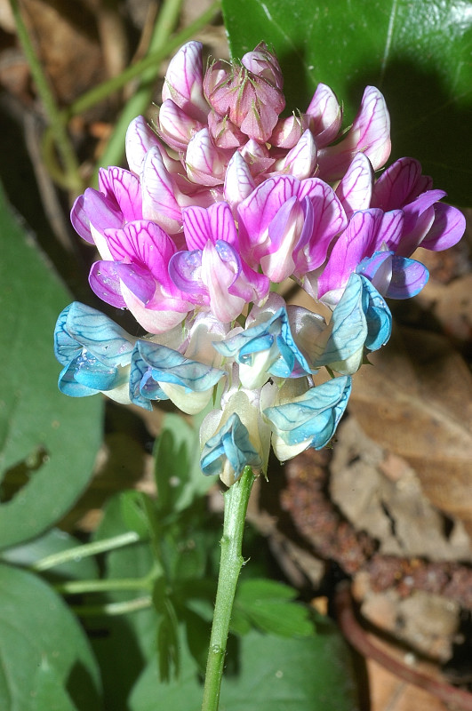 Lathyrus venetus / Cicerchia veneta