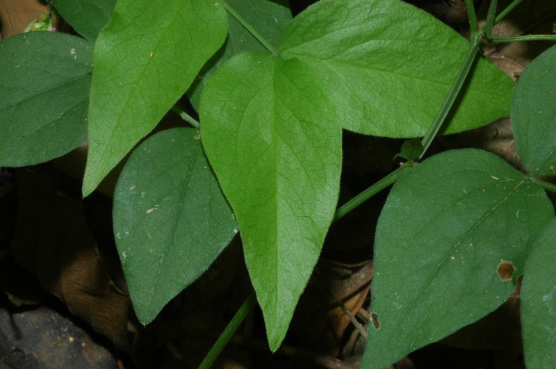 Lathyrus venetus / Cicerchia veneta