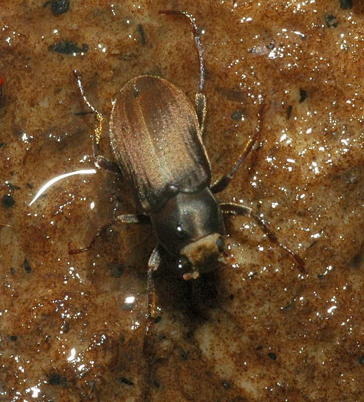 Pomatinus substriatus (Coleoptera, Dryopidae)