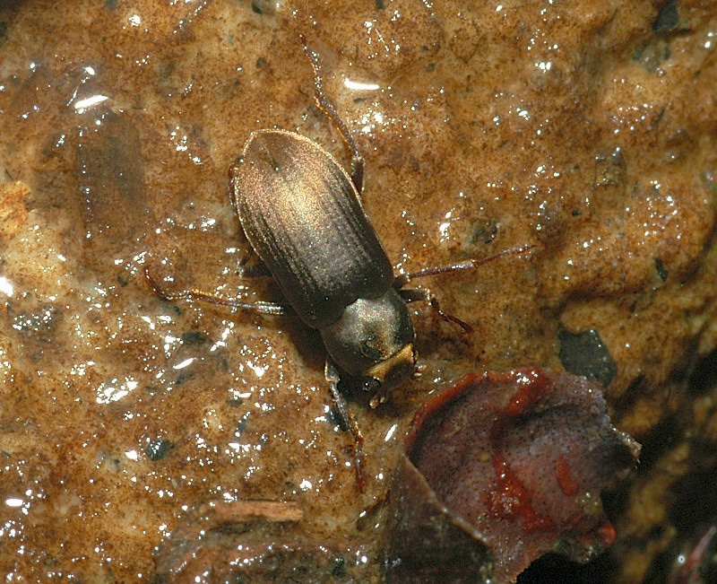 Pomatinus substriatus (Coleoptera, Dryopidae)