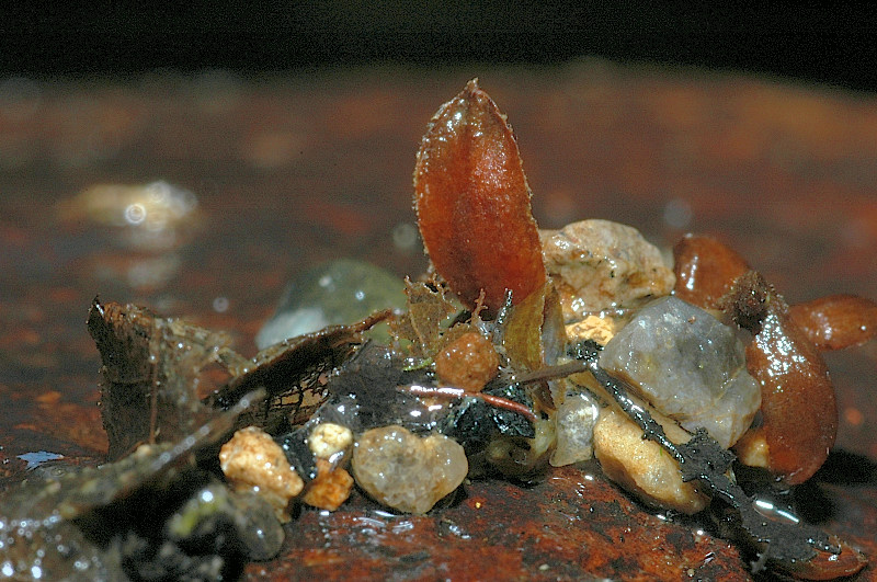 Larva di Hydropsychidae