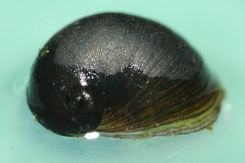 Theodoxus fluviatilis (Linnaeus, 1758)