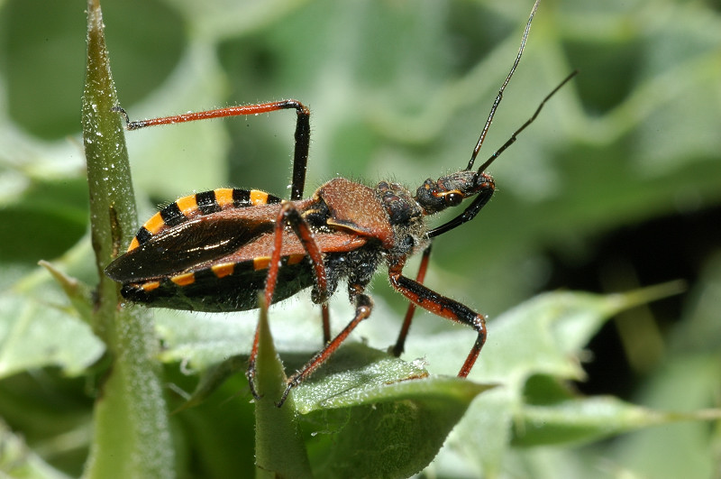 Rhynocoris e Sphedanolestes italiani (Het., Reduviidae)